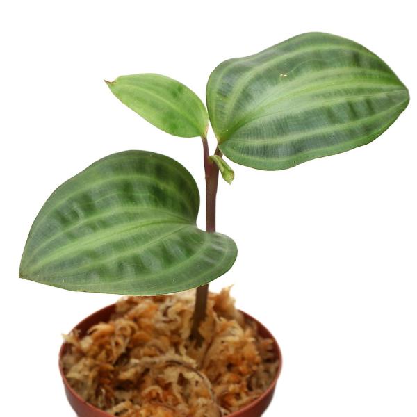 PF_SPQ　ガーデニング　園芸　観葉　観葉植物　ビバリウム　アクアテラリウム　パルダリウム　ツユクサ科　原種　熱帯植物　terrariumplants　progenitorplant　teraoriginalpot　Geogenanthu...