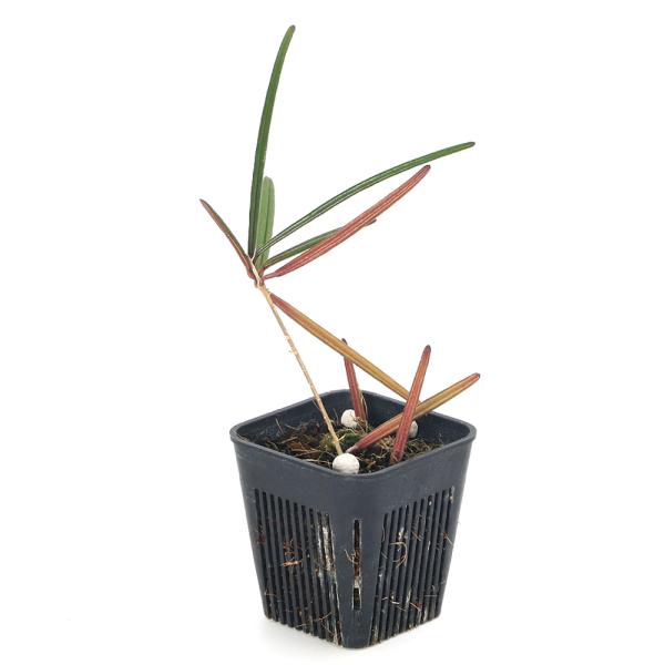 観葉植物）ホヤ インスラリス（1株） : チャーム charm ヤフー店