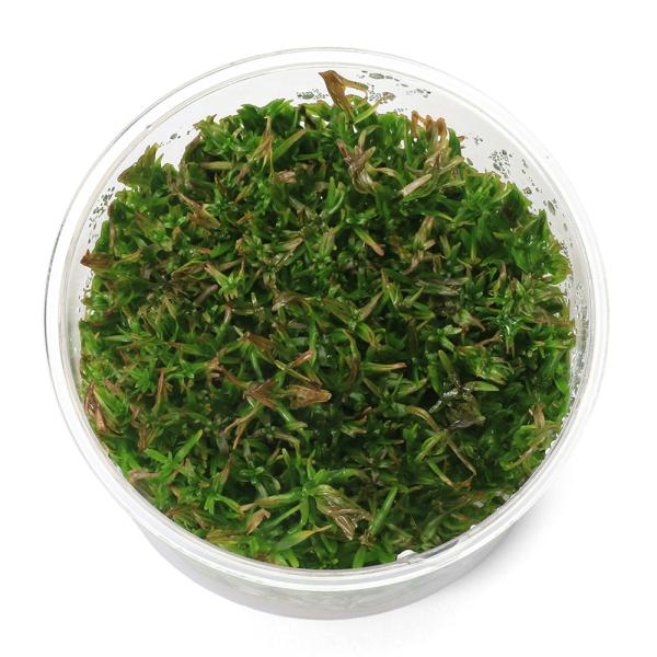 PF_SPQ　水草　赤系　組織培養　カップ　Ｄｉｄｉｐｌｉｓ　ｄｉａｎｄｒａ　ディアンドラ　ミソハギ科　Ｌｙｔｈｒａｃｅａｅ　ディディプリス属　ｄｉａｎｄｒａ YT　20240501　2024ｚｅｎki　y24m05　wplantevent...