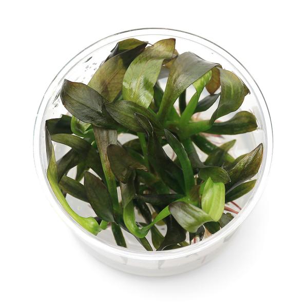 PF_SPQ　熱帯魚　_aqua　Ｅｃｈ　水草　エキノとその近縁　後景　tounan　エキノドルス　all_plants　wp_kywrd　Aquarius　sp.　アクアリウス　組織培養　メリクロン　ファンシー　ツイスト　22022112...