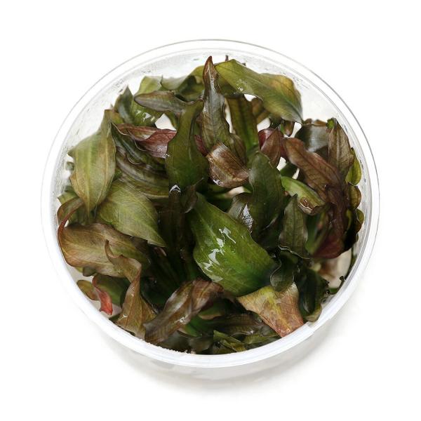 PF_SPQ　熱帯魚　水草　エキノとその近縁　後景　エキノドルス　all_plants　wp_kywrd　_aqua　mizukusa_n_0729　seitai0729　Aquarius　sp.　アクアリウス　組織培養　Ｒｅｄ　Ｄｉａｍｏ...