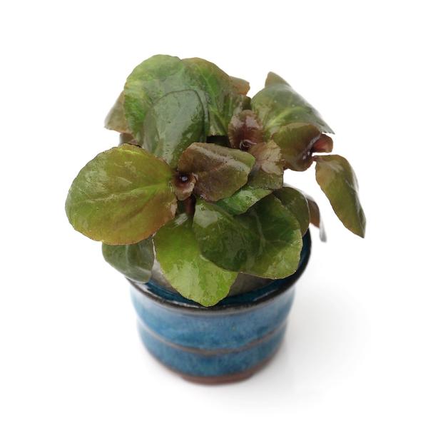 PF_SPQ　熱帯魚　_aqua　前景草200802　水草　前景草　all_plants　水上葉_前景草　wp_kywrd　ロベリアカーディナリス　bnr_topznki　wptop1_1905082　ロベリア　ロゼット型　置くだけ簡単　小...