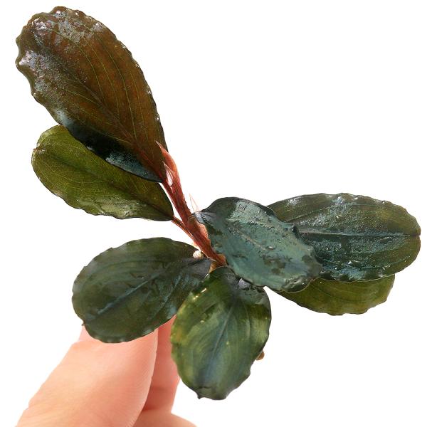 ブセファランドラ　FantasticPurple　水上葉 水草）ブセファランドラsp．ムラウィ（水上葉）（1ポット