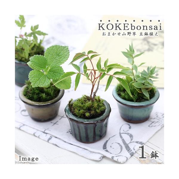 iR쑐jۖ~́@܂R쑐@AiPjixԁj