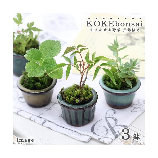 iR쑐jۖ~́@܂R쑐@AiRjixԁj