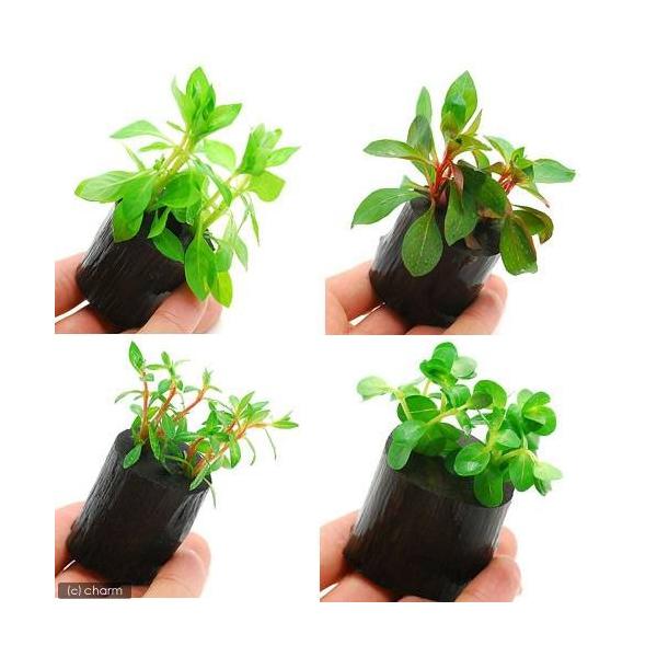 ij܂ZbgitjO|bgti_jiRj