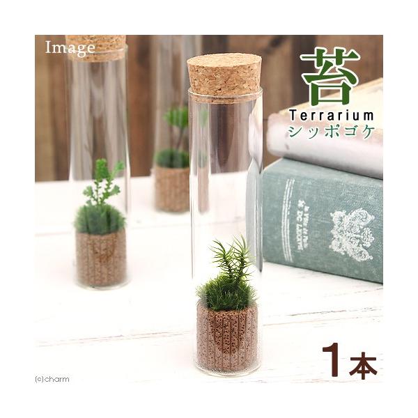 iϗtAjۃeE@Vb|SP@XKX@t@RPeE@ۃe@RPe@ہ@CeA