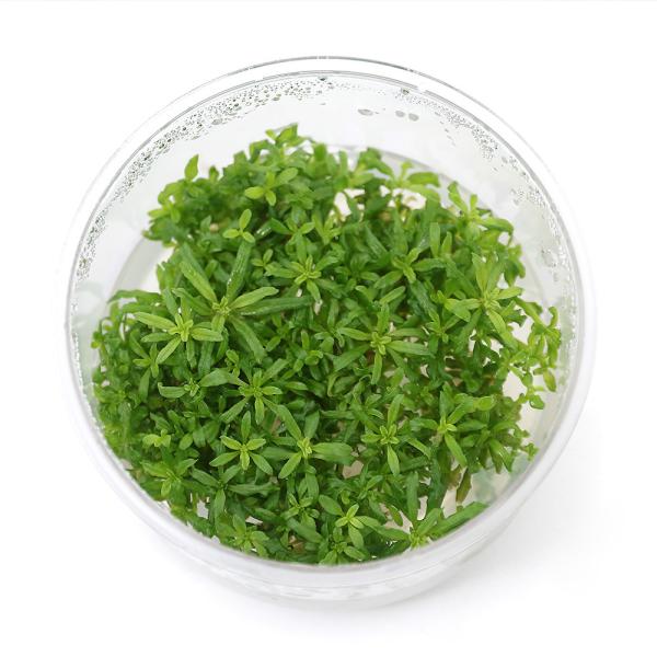 ijgD|{@|SXe@wtF[i_jiPJbvj@kCEBq֗vۉ