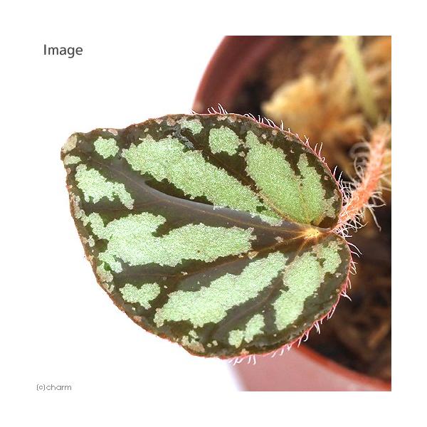 paludariumplants　パルダリウム　テラリウム　PF_SPQ　観葉　ガーデニング　ビバリウム　アクアテラリウム　熱帯植物　原種ベゴニア　木立ベゴニア　根茎性ベゴニア　Begonia　luzonensis　progenitorpl...