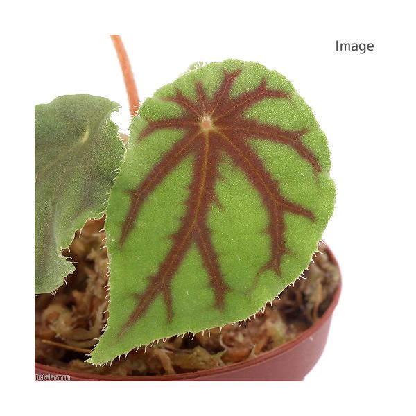 専用　Begonia ベゴニア　クアドリアラータ　ニンバエンシス❣️原種ベゴニア チャーム（charm） （テラリウム）ベゴニア クアドリアラータ