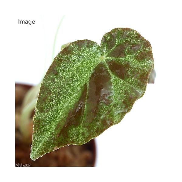 ieEjxSjA@uLiP|bgjxSjA@kCEBq֗vۉ