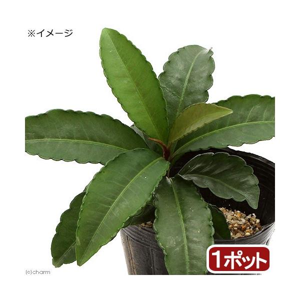 iR쑐j~́@@i킨܂@RiP|bgjixԁj