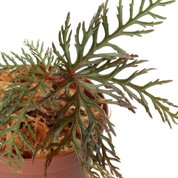 チャーム（charm） （テラリウム）ベゴニア ビピンナティフィダ（1