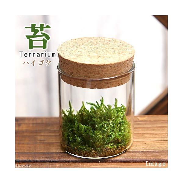 iϗtAjۂs@nCSP@RN{g@~j@t@RPeE@ۃe@RPe@ہ@CeA