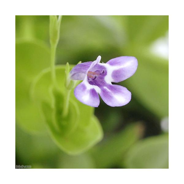 金魚・メダカ　_aqua　_gardening　ビオトープ　ウォーターガーデン　水辺植物　水生植物　オーナメンタルグラス　前景　ガーデニング　all_plants　20160923　ＮＴ　育て方　育成方法　栽培方法　湿生植物　opa2_de...