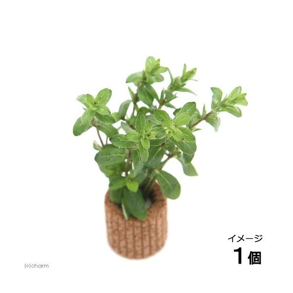 ijCt}`ijXgMlD@p[vitji_jiPj