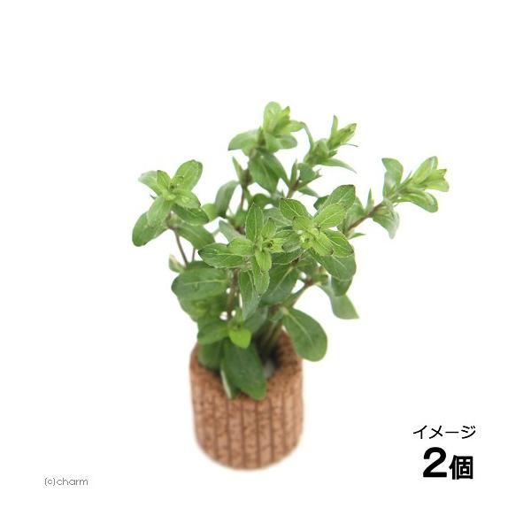 ijCt}`ijXgMlDp[vitji_jiQj