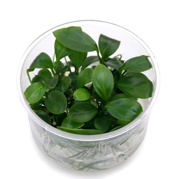 PF_SPQ　熱帯魚　_wp　plants1216　水草　アヌビアス　大型　all_plants　wp_kywrd　_aqua　_tounan01　st_anbas　組織培養　カップ　細葉　バルテリー　無農薬活着する　活着　Ａｎｕｂｉａｓ　...
