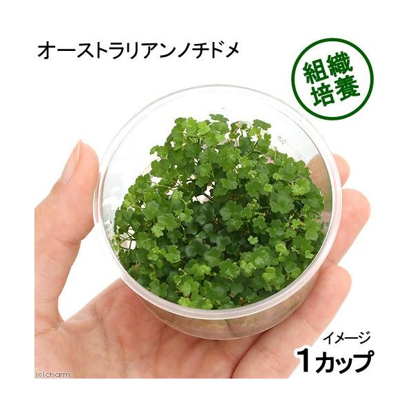 ijgD|{@I[XgA@m`hi_jiPJbvj@kCEBq֗vۉ