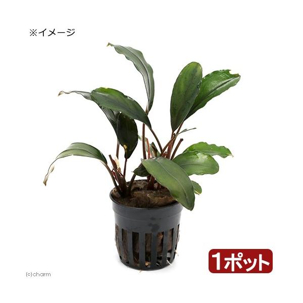 ijuZt@hDO[EF[r[@u[h[tiC{CXjitjiP|bgj@kCEBq֗vۉ