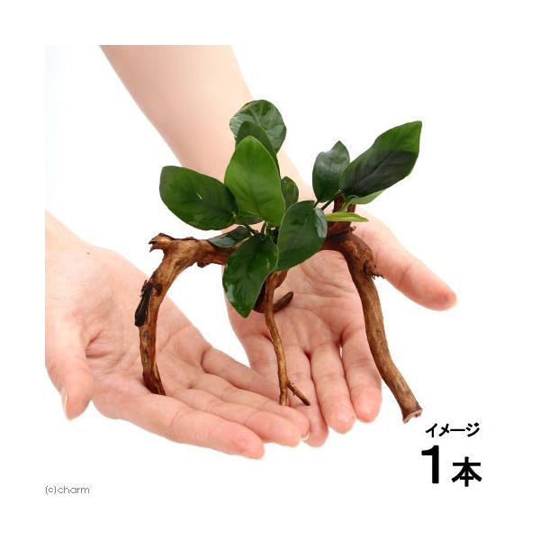 ijAkrAXii@u`A[`؁itjiP{jiPT`j