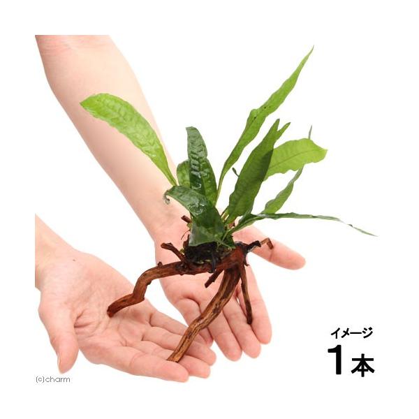 ij~N\E@vevX@u`A[`ؕtiPT`jiP{j