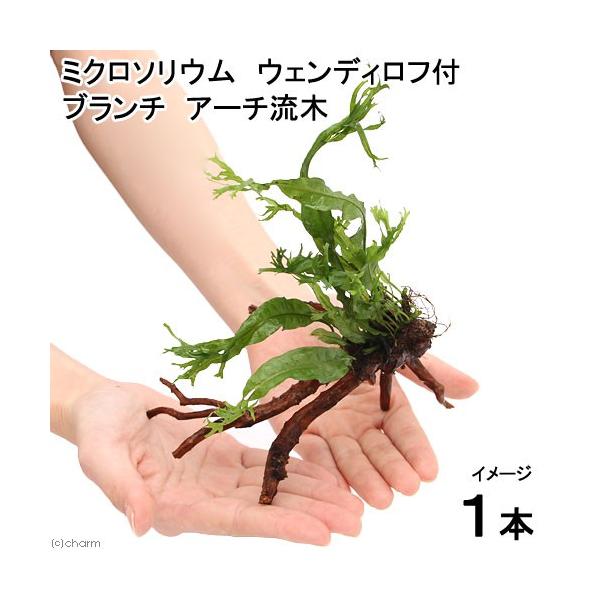 ij~N\E@EFfBt@u`A[`ؕtiPT`jiP{j