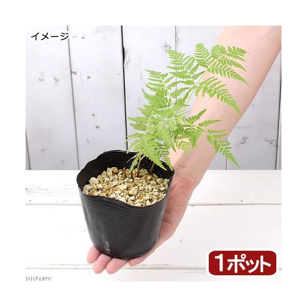 iR쑐jV_irjrinjR`RDTiP|bgjƒ؉@R؁@hixԁj