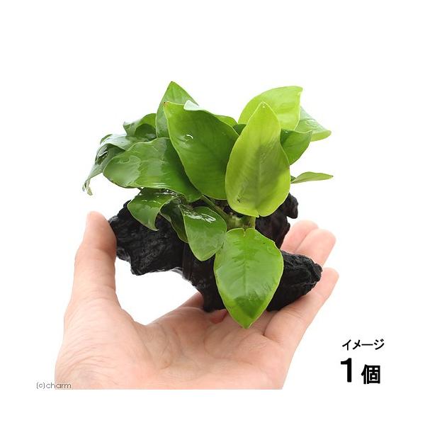 ijAkrAXii@S[f@؁@rrTCYitjiP{jiPOj