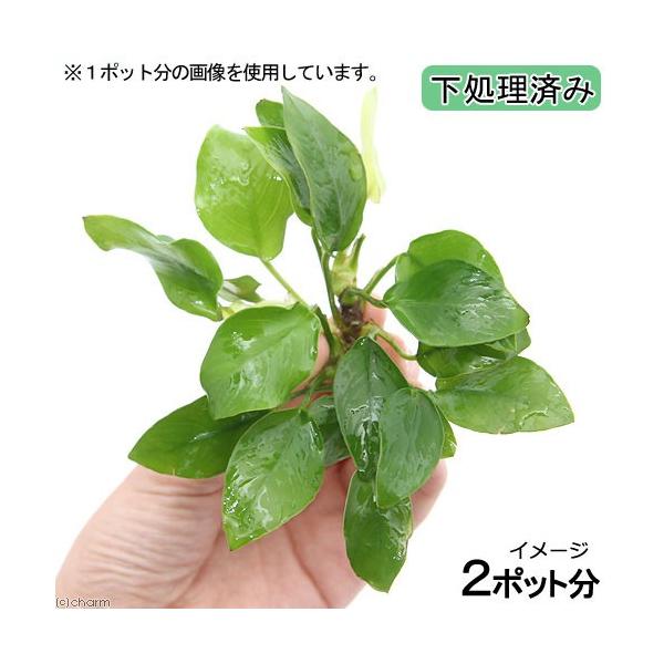 ijς݁@AkrAX@ii@S[fitjiQ|bgj