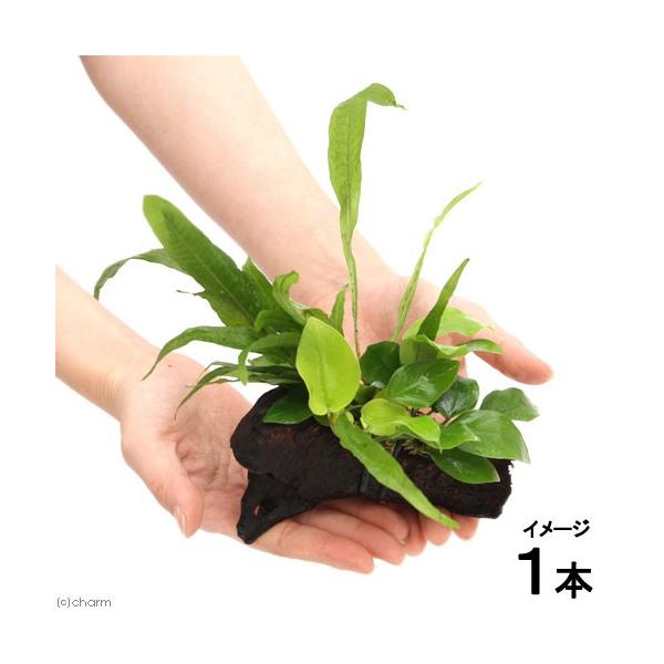 ijAkrAXii@S[f~N\E@vevXt@؁@rrTCYiP{jiPOj