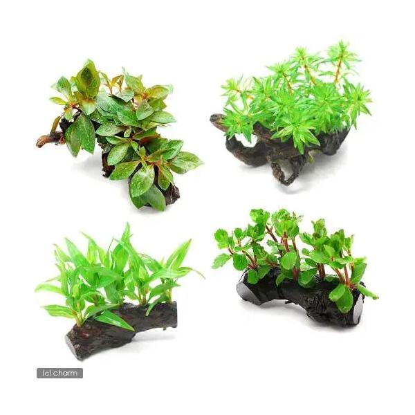 熱帯魚　水草　流木付き水草　all_plants　水草　wp_kywrd　置くだけ　kaijyo　wpgchagg　pus2503leaf01　pus2504leaf01