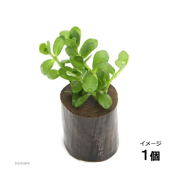 ijoRp@jGitjO|bgti_jiPj