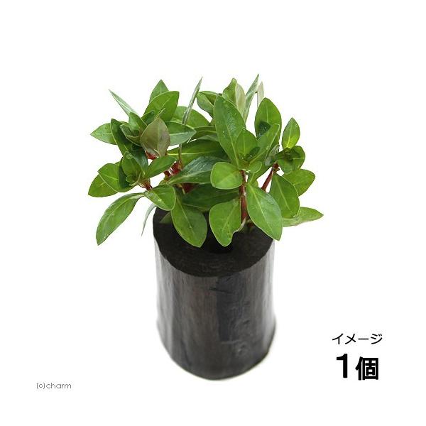 ijbhhEBWAitjO|bgti_jiPj