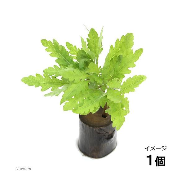 ijnCOtB@sieBtB_itjO|bgti_jiPj