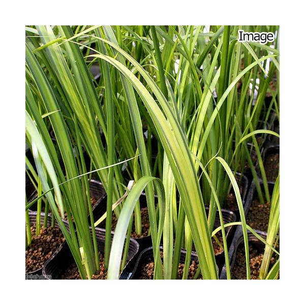 _aqua　_gardening　金魚・メダカ　ビオトープ　水辺植物　水生植物　ガーデニング　その他水辺植物　all_plants　20110309　20120127　bio_130715　植物　植物生体　ガーデニング生体　039_list...