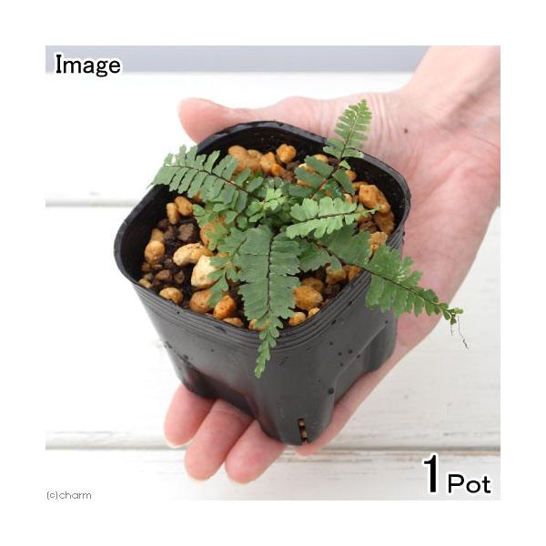 _hachu　_kame　_gardening　山野草　観葉植物　園芸　ガーデニング　ビバリウム　アクアテラリウム　パルダリウム　水草　着生シダ　Ａｓｐｌｅｎｉｕｍ　ｎｏｒｍａｌｅ　アスプレニウム　トラノオシダ　チャセンシダ　植物　植物生体...