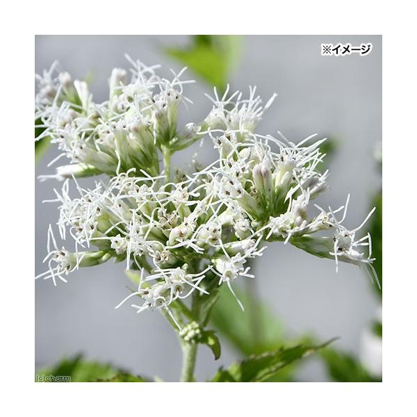 iR쑐jqhoiiJԁjRiP|bgjixԁj