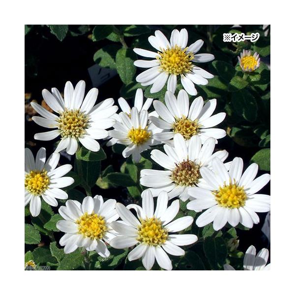 iR쑐jLNiejnRlMNiej@RiP|bgjixԁj