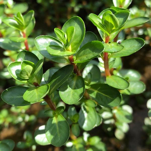 PF_SPQ　熱帯魚　Rotala　rotundifolia　水上葉　水草　アクア　アクアリウム　レイアウト　中景草　緑　水上葉_ロタラ　ロトンジフォリア　ロトゥンディフォリア　ロターラ　ロタラロトンディフォリア　スパイキー　2022kou...