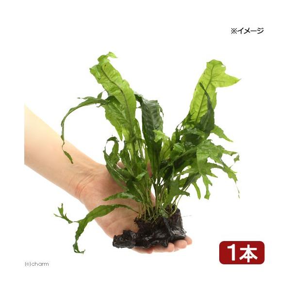 ij~N\EDMKeBAt@؁@rrTCYiP{jiPOj