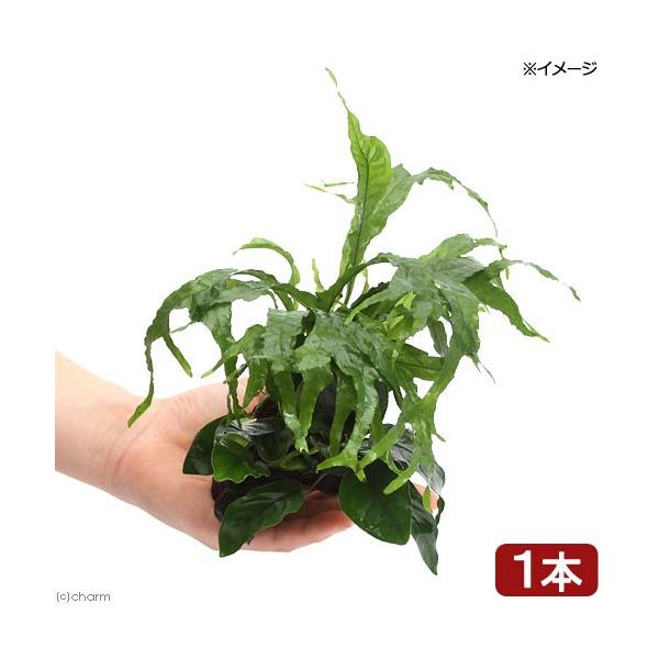 ijAkrAXii~N\EDMKeBAt@؁@rrTCYiP{jiPOj