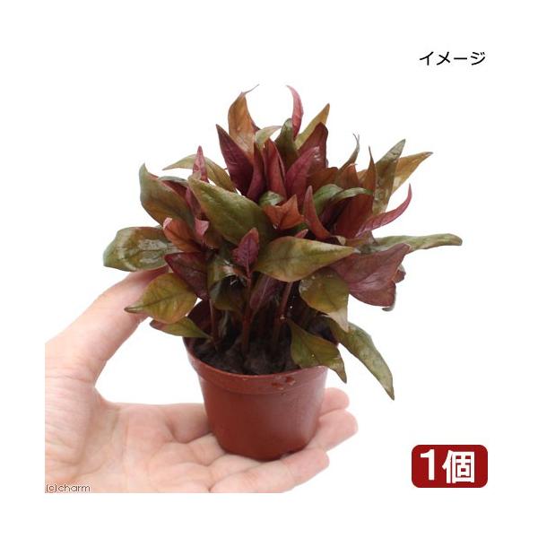 ijA@Aeie@CL[@Liitji_jiPj