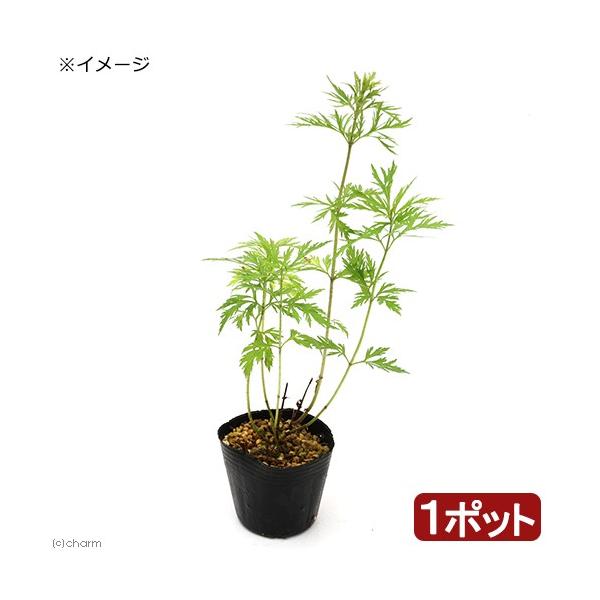 iR쑐jtWoJ}iсjnStWoJ}iHߓсj@RiP|bgjixԁj