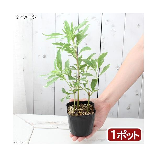 iR쑐jtWoJ}iсjtWoJ}i`jRiP|bgjixԁj