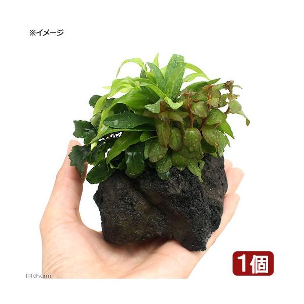 ijo@`@U@{TC@uDuZt@hitjiPj@kCEBq֗vۉ