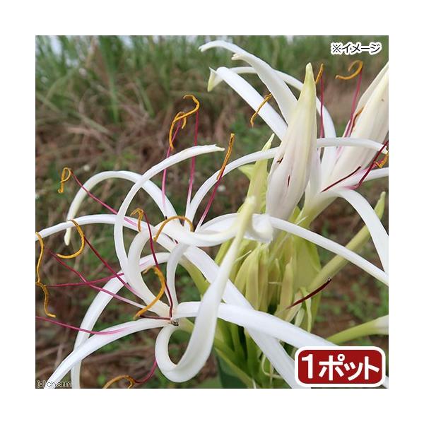 iR쑐jn}Ein}IgjilؖȁjR`RDTiP|bgjixԁj