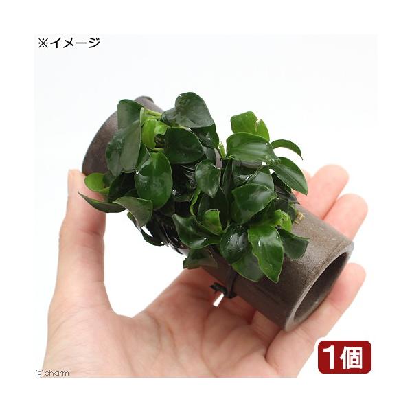 ijvqā@vR̉BƁ@@AkrAXii@v`titjiPj