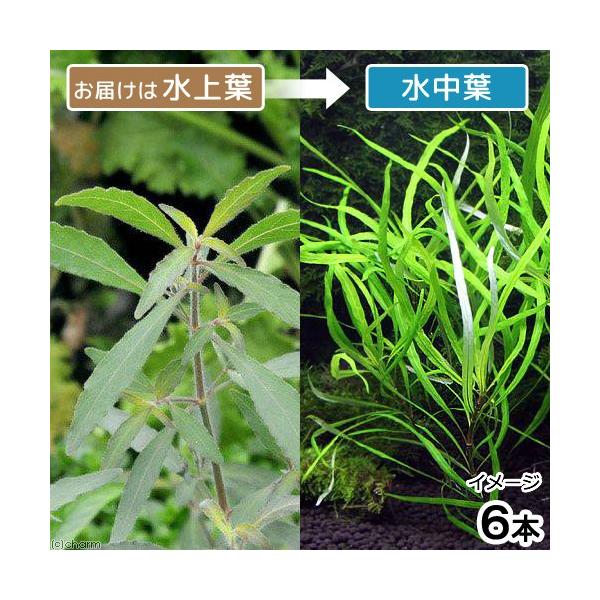 ijevvg@i[[titji_jiU{j