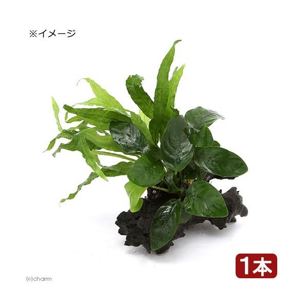 ijAkrAXii~N\E@vevXD\tg[tt@؁@rrTCYiP{jiPOj